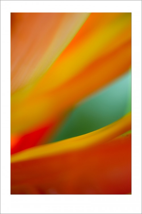 20131007-floral-abstracts-93