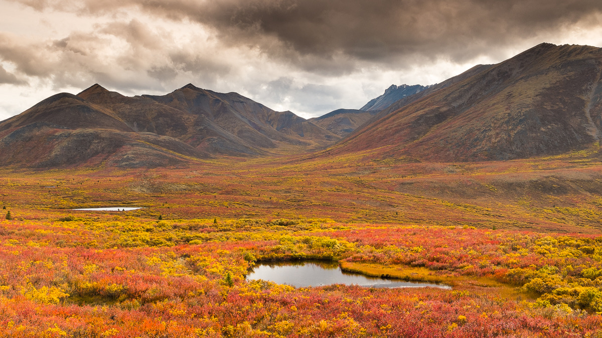 Fall colours blaze across Tombstone Territorial Park, Yukon Territory, Canada.