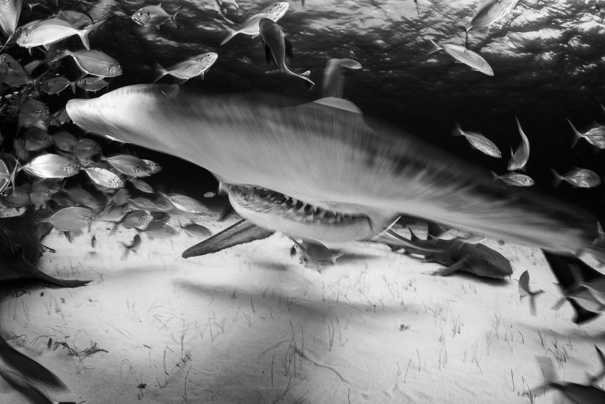 20170422-duChemin-Bahama-Sharks-264-Edit